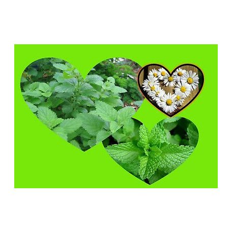 Apotheke - Bio RelaxCare Herbal Tea Gyermekeknek, 20 filter