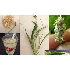 Apotheke - Bio Psyllium, Útifűmaghéj őrlemény, 115g