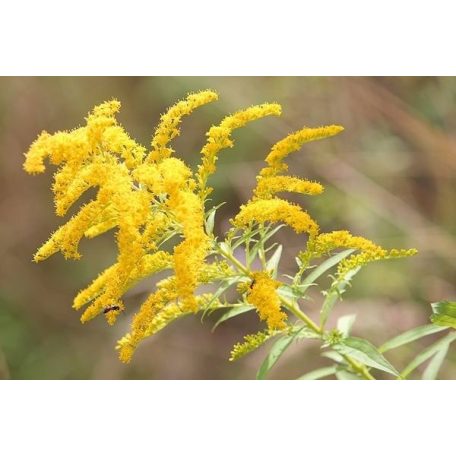 Dr. Pavel - UroCare Herbal Tea, 40 filter