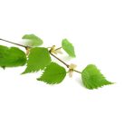 Dr. Pavel - Vese Herbal Tea, 40 filter