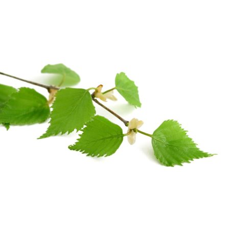 Dr. Pavel - Vese Herbal Tea, 40 filter