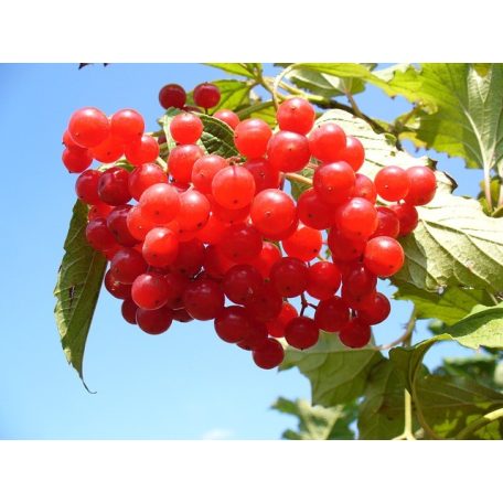 Apotheke - Tőzegáfonya és Málna Tea, 20 filter - Premier Selection