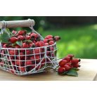 Apotheke - Bio Gyümölcstea Gyermekeknek, 20 filter