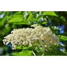 Apotheke - Bio Gyümölcstea Gyermekeknek, 20 filter