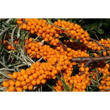 2db Tündérmese Szirup Homoktövis Béta-glükánnal 250g  -2-es csomagban