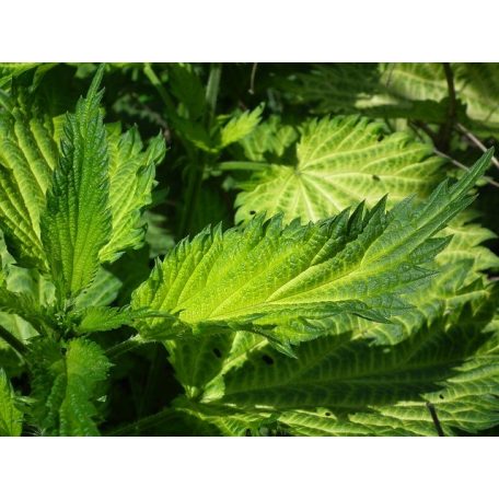 Drapal - Bio Csalán Préslé, 200ml