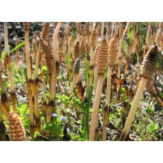 Drapal Mezei Zsurló Préslé 200ml