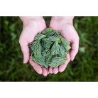 2db Drapal - TANNINI Erdeifenyőrügy Szirup Kakukkfűvel és Lándzsás Útifűvel 450g/340ml