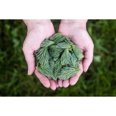 2db Drapal - TANNINI Erdeifenyőrügy Szirup Kakukkfűvel és Lándzsás Útifűvel 450g/340ml